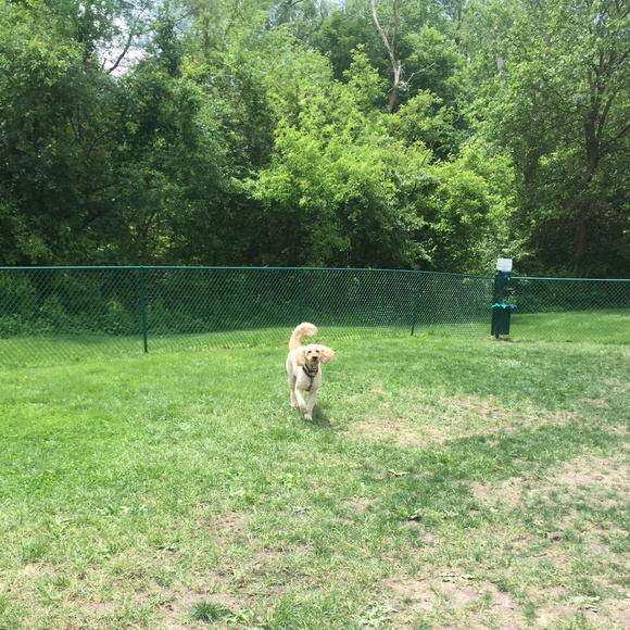 Hi I'm Matcha!! - Picture 3 of 3